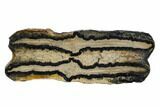 Mammoth Molar Slice With Case - South Carolina #106437-1